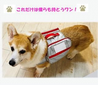 <img class='new_mark_img1' src='https://img.shop-pro.jp/img/new/icons12.gif' style='border:none;display:inline;margin:0px;padding:0px;width:auto;' />ɺҤå🎒🐾