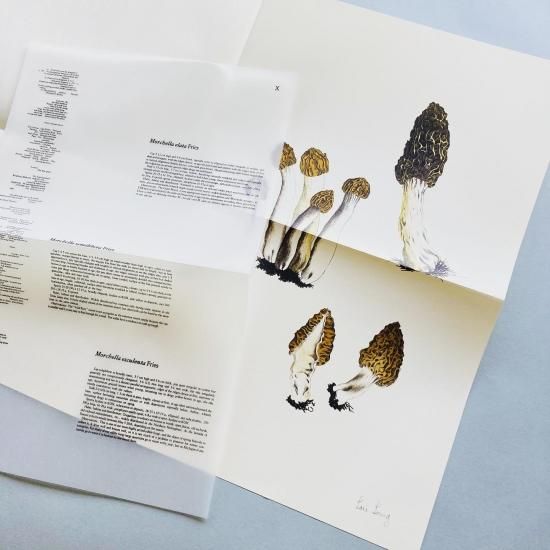 John Cage:A Mycological Foray イラスト　写真集 John Cage:A Mycological Foray イラスト 写真集 A MYCOLOGICAL FORAY