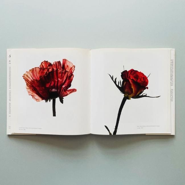 Still Life｜Irving Penn アーヴィング・ペン