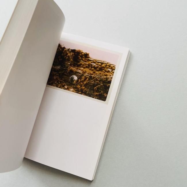 アート・デザイン・音楽 The mushroom collector by Jason Fulford Buy The Mushroom Collector by Jason Fulford Online – Setanta
