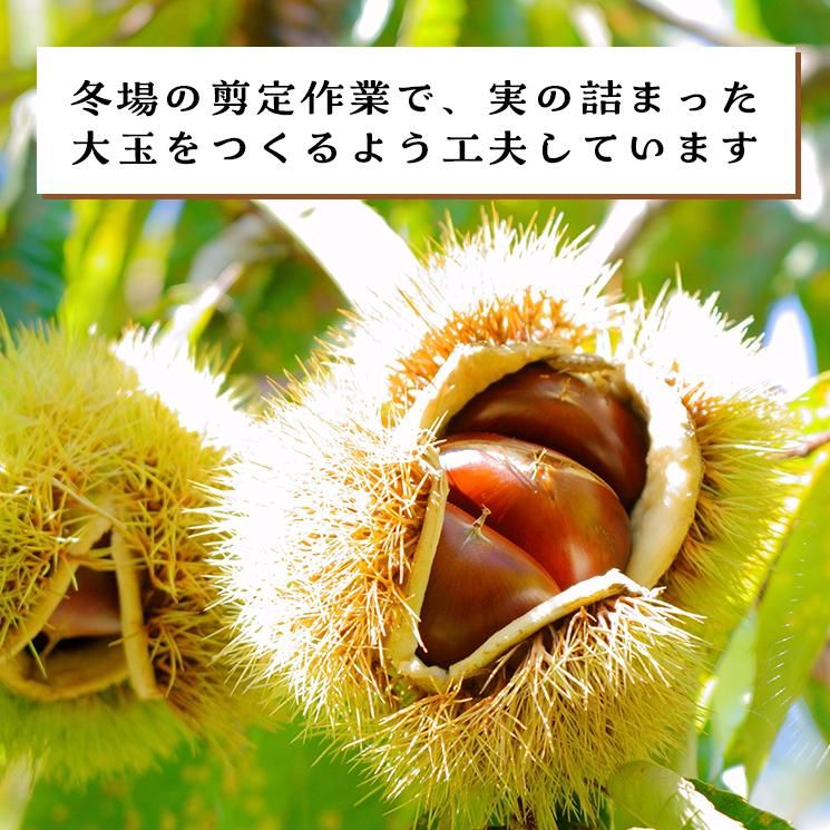 冬場の剪定作業で、実の詰まった大玉をつくるよう工夫しています。