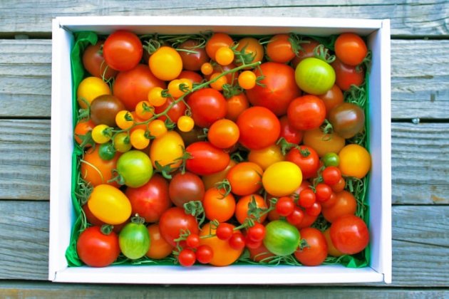 【佐川町産・カラフルトマトの宝石箱】約1kg／約10種類のトマトの詰め合わせ／トマトハウスナカムラ