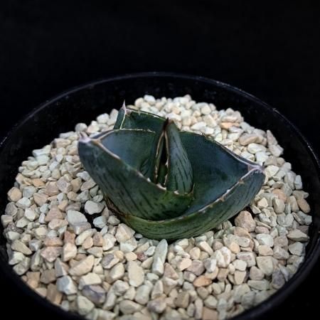 Agave pumila