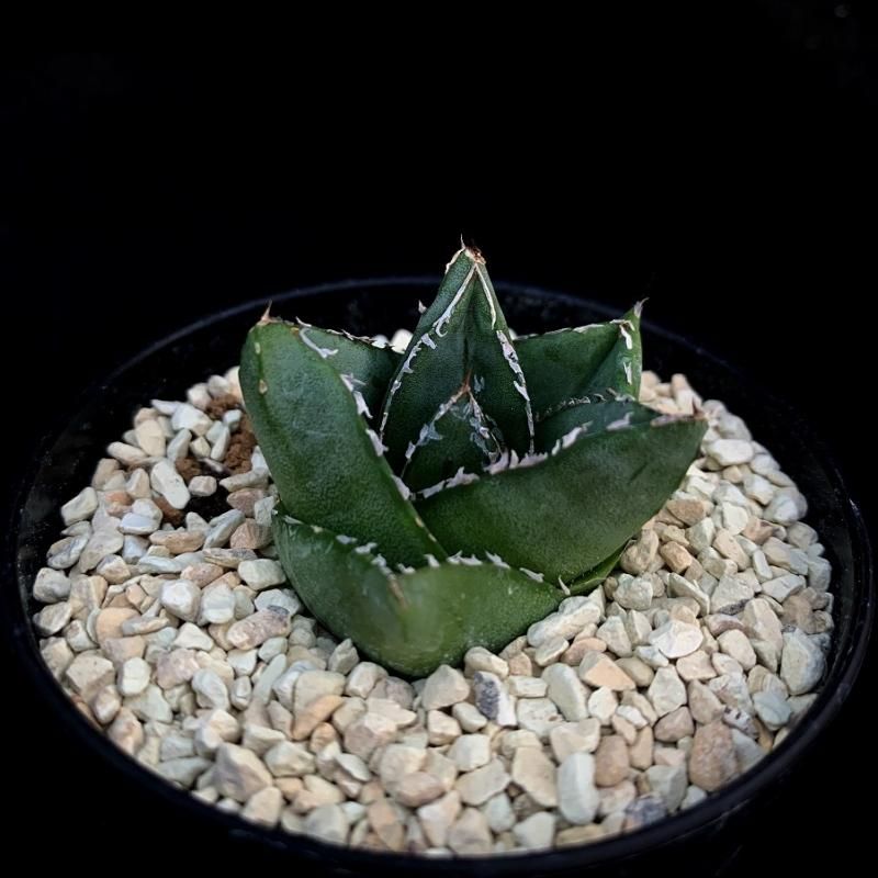 S*S様 Agave アガベ 詰め合わせ 37株 agave zebra（last1株） | plants holic 