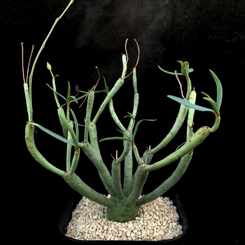 ユーフォルビア エチュベルクローサ Euphorbia etuberculosa 多肉植物 ...