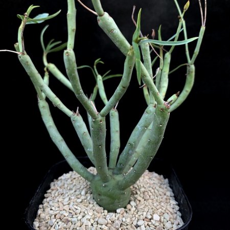 Euphorbia etuberculosa
