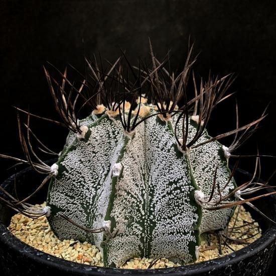 その他 OZWRT Spirit of Astrophytum OZWRT Spirit of Astrophytum
