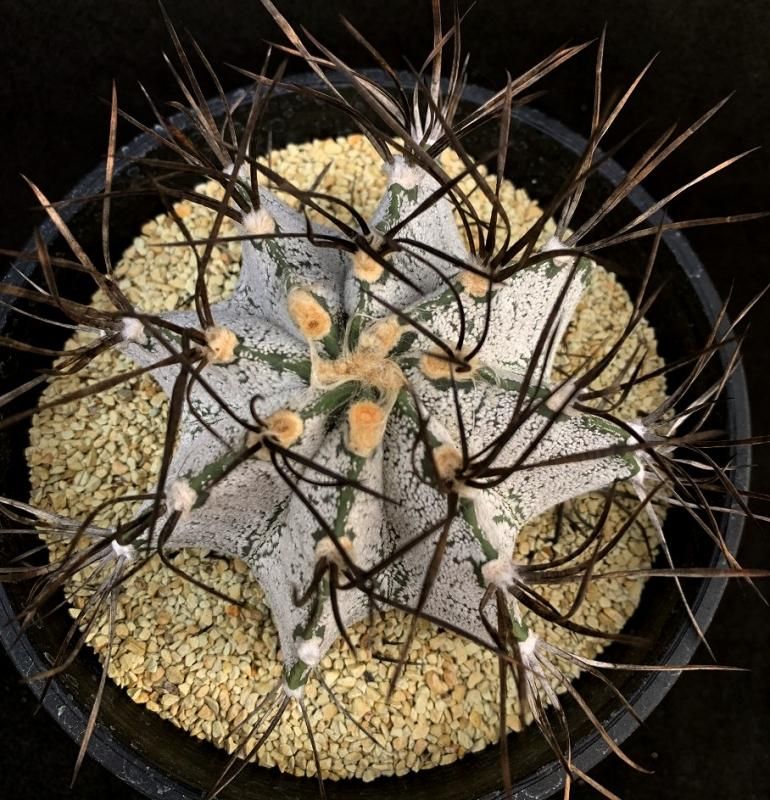 Astrophytum capricorne var. niveum - SABOSABO STORE