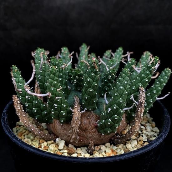 Euphorbia gamkensis - SABOSABO STORE Euphorbia gamkensis - SABOSABO STORE