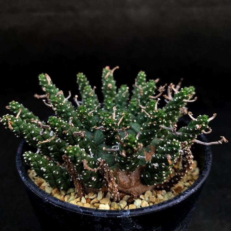 Euphorbia gamkensis - SABOSABO STORE