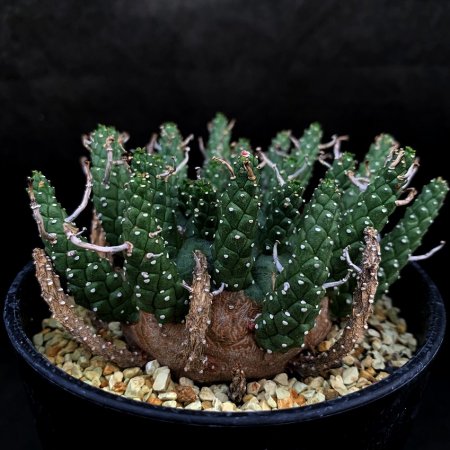 Euphorbia gamkensis