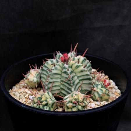 <img class='new_mark_img1' src='https://img.shop-pro.jp/img/new/icons8.gif' style='border:none;display:inline;margin:0px;padding:0px;width:auto;' />Euphorbia meloformis variegata