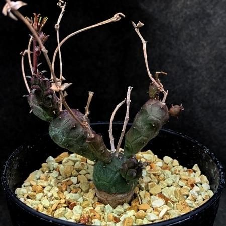 <img class='new_mark_img1' src='https://img.shop-pro.jp/img/new/icons8.gif' style='border:none;display:inline;margin:0px;padding:0px;width:auto;' />Euphorbia globosa