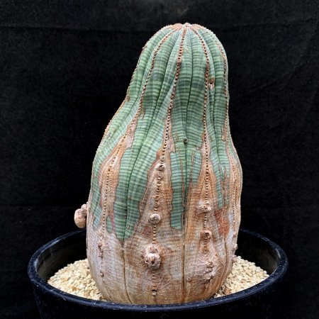 <img class='new_mark_img1' src='https://img.shop-pro.jp/img/new/icons8.gif' style='border:none;display:inline;margin:0px;padding:0px;width:auto;' />Euphorbia obesa
