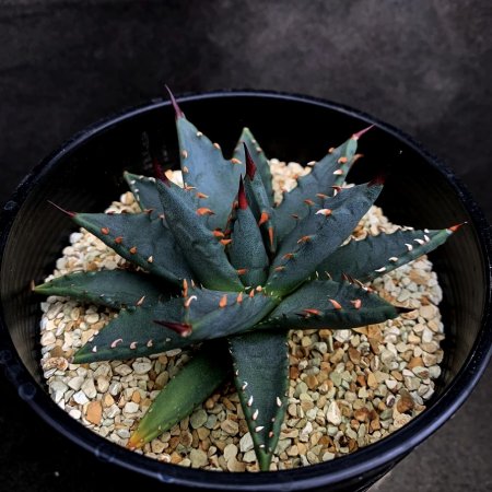 <img class='new_mark_img1' src='https://img.shop-pro.jp/img/new/icons8.gif' style='border:none;display:inline;margin:0px;padding:0px;width:auto;' />Agave uthaensis