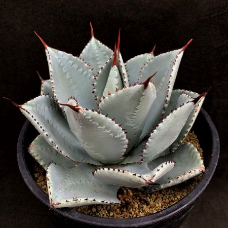 <img class='new_mark_img1' src='https://img.shop-pro.jp/img/new/icons8.gif' style='border:none;display:inline;margin:0px;padding:0px;width:auto;' />Agave pygmaea DragonToes