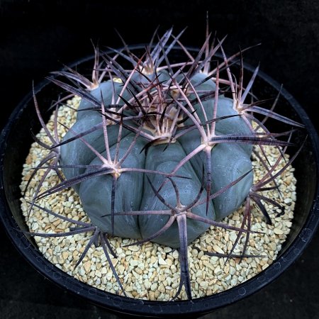 <img class='new_mark_img1' src='https://img.shop-pro.jp/img/new/icons8.gif' style='border:none;display:inline;margin:0px;padding:0px;width:auto;' />Echinocactus horizonthalonius