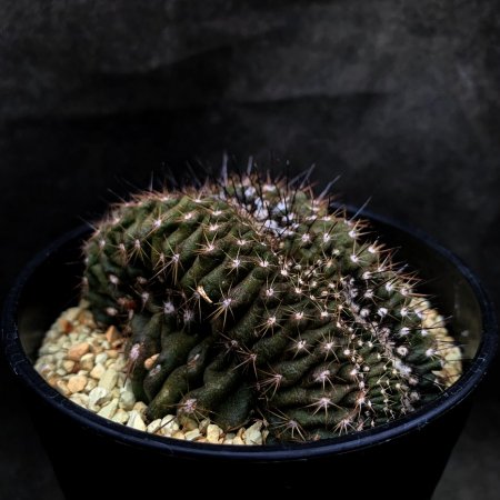 <img class='new_mark_img1' src='https://img.shop-pro.jp/img/new/icons8.gif' style='border:none;display:inline;margin:0px;padding:0px;width:auto;' />Copiapoa montana crist.