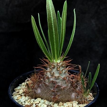 Pachypodium gracilius