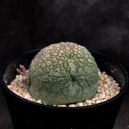 Pseudolithos migiurtinus