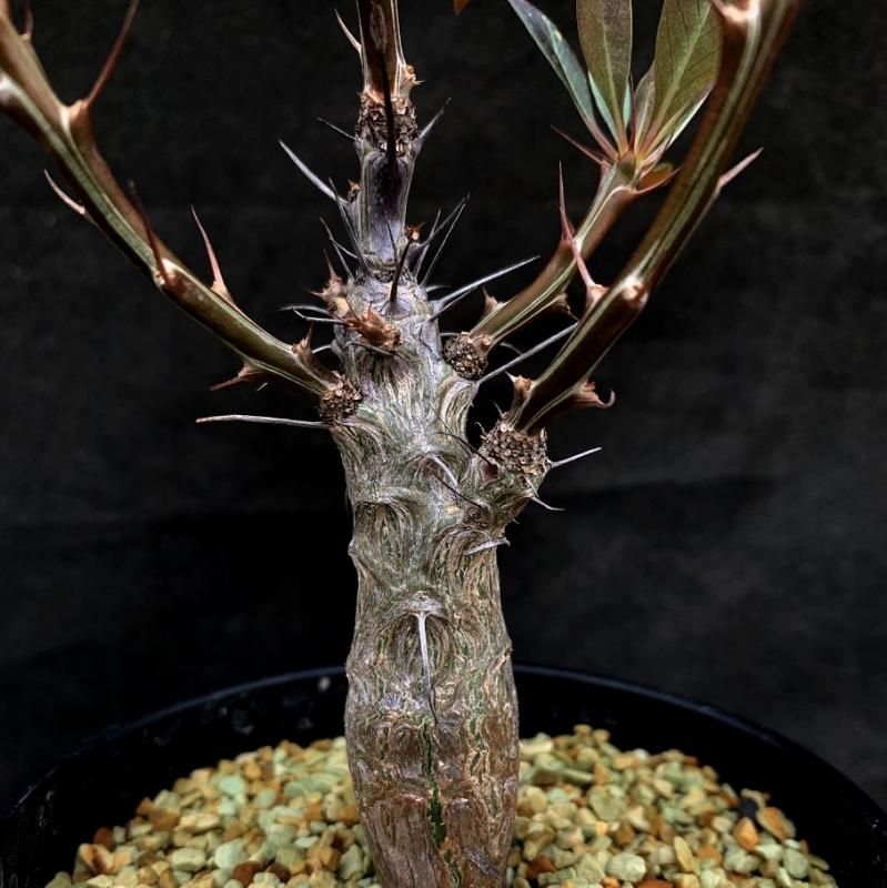 Fouquieria ochoterenae - SABOSABO STORE
