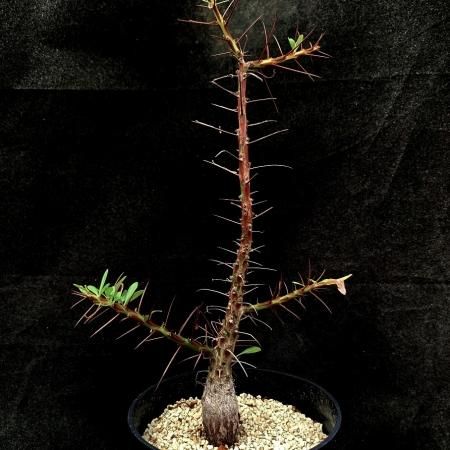 Fouquieria purpusii 	