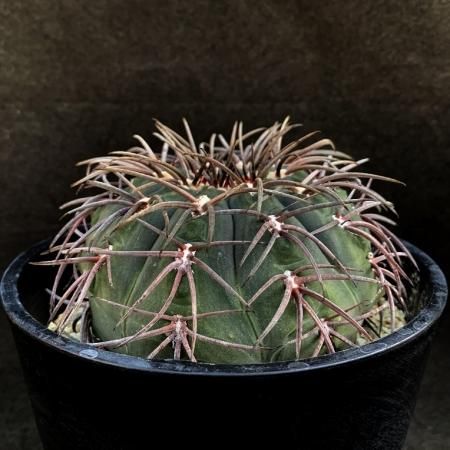 <img class='new_mark_img1' src='https://img.shop-pro.jp/img/new/icons8.gif' style='border:none;display:inline;margin:0px;padding:0px;width:auto;' />Gymnocalycium spegazzinii