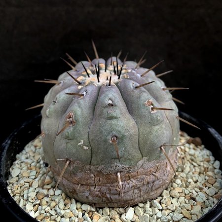 <img class='new_mark_img1' src='https://img.shop-pro.jp/img/new/icons8.gif' style='border:none;display:inline;margin:0px;padding:0px;width:auto;' />Copiapoa cinerea