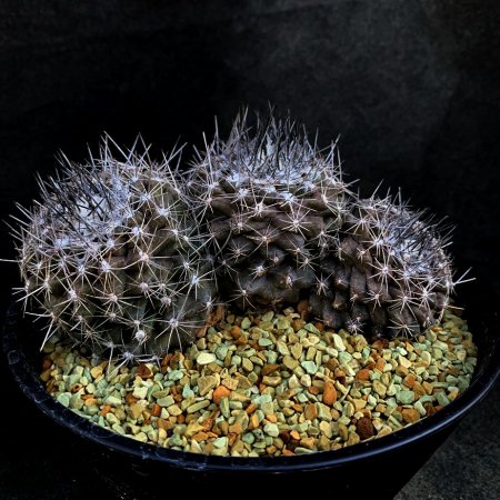 <img class='new_mark_img1' src='https://img.shop-pro.jp/img/new/icons8.gif' style='border:none;display:inline;margin:0px;padding:0px;width:auto;' />Copiapoa humilis