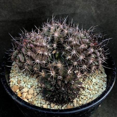 Eriosyce paucicostata - SABOSABO STORE