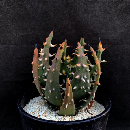 Aloe meranacantha