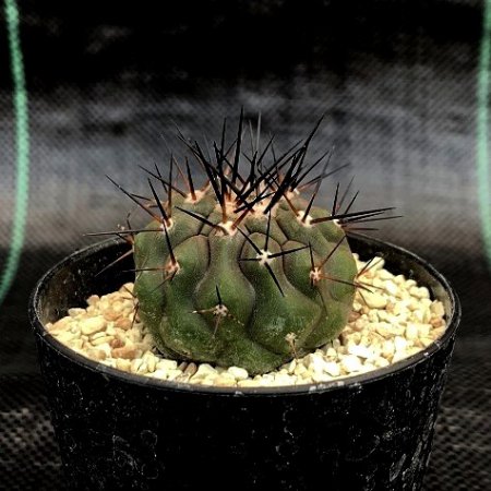 <img class='new_mark_img1' src='https://img.shop-pro.jp/img/new/icons8.gif' style='border:none;display:inline;margin:0px;padding:0px;width:auto;' /> Copiapoa cinerea