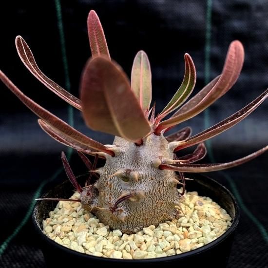 Pachypodium rosulatum var. cactipes - SABOSABO STORE