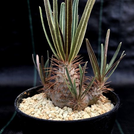 <img class='new_mark_img1' src='https://img.shop-pro.jp/img/new/icons8.gif' style='border:none;display:inline;margin:0px;padding:0px;width:auto;' />Pachypodium gracilius