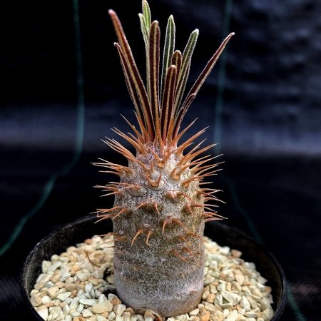 <img class='new_mark_img1' src='https://img.shop-pro.jp/img/new/icons8.gif' style='border:none;display:inline;margin:0px;padding:0px;width:auto;' />Pachypodium gracilius