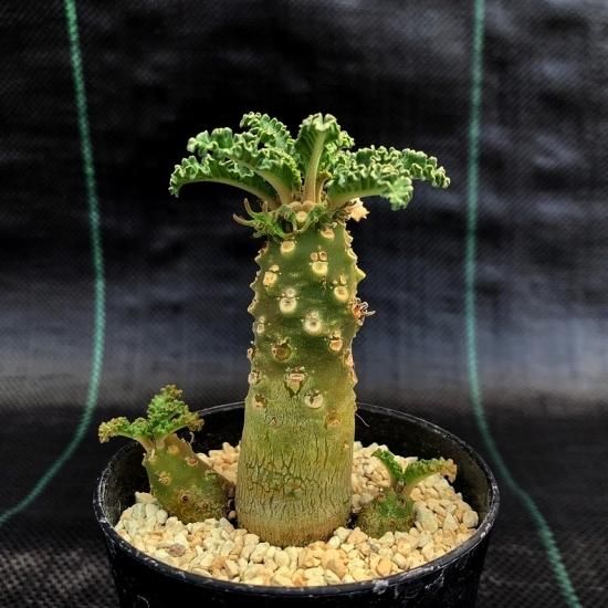 Dorstenia lavrani - SABOSABO STORE Dorstenia lavrani - SABOSABO STORE