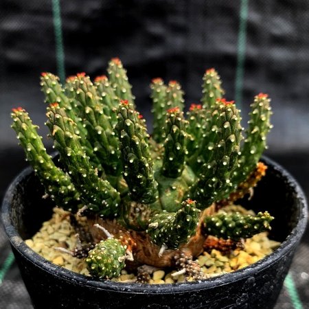 <img class='new_mark_img1' src='https://img.shop-pro.jp/img/new/icons8.gif' style='border:none;display:inline;margin:0px;padding:0px;width:auto;' />Euphorbia gamkensis