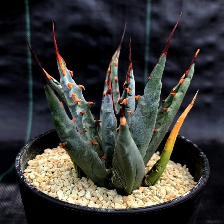 <img class='new_mark_img1' src='https://img.shop-pro.jp/img/new/icons8.gif' style='border:none;display:inline;margin:0px;padding:0px;width:auto;' />Agave uthaensis var. nevadensis