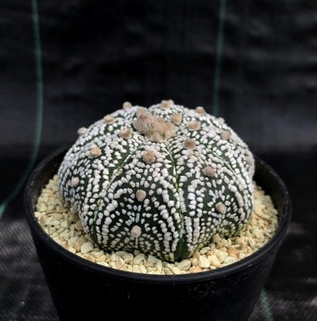 <img class='new_mark_img1' src='https://img.shop-pro.jp/img/new/icons8.gif' style='border:none;display:inline;margin:0px;padding:0px;width:auto;' />Astrophytum asterias
