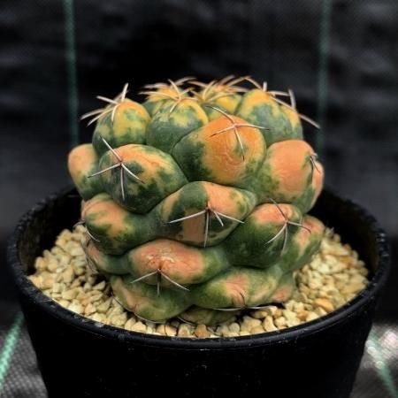 <img class='new_mark_img1' src='https://img.shop-pro.jp/img/new/icons8.gif' style='border:none;display:inline;margin:0px;padding:0px;width:auto;' />Coryphantha elephantidens variegate