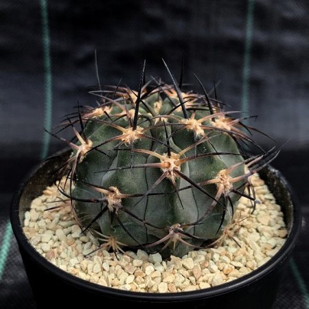 <img class='new_mark_img1' src='https://img.shop-pro.jp/img/new/icons8.gif' style='border:none;display:inline;margin:0px;padding:0px;width:auto;' />Acanthocalycium glaucum