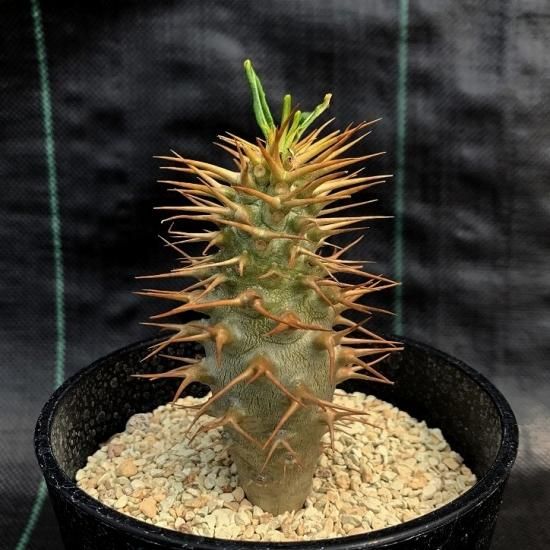 Pachypodium ambongense - SABOSABO STORE Pachypodium ambongense - SABOSABO STORE