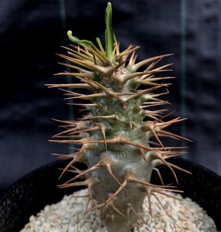 Pachypodium ambongense - SABOSABO STORE