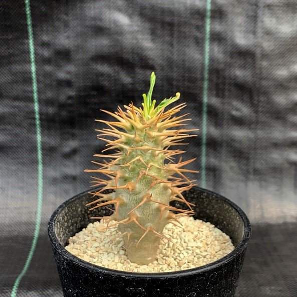 Pachypodium ambongense - SABOSABO STORE