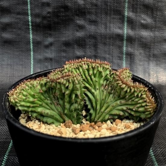 isla del pescado - Euphorbia perangusta-ユーフォルビア