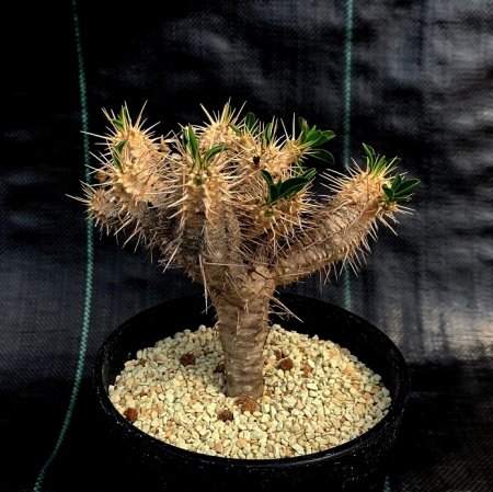 <img class='new_mark_img1' src='https://img.shop-pro.jp/img/new/icons8.gif' style='border:none;display:inline;margin:0px;padding:0px;width:auto;' />Euphorbia guillauminiana