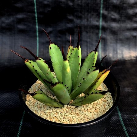 <img class='new_mark_img1' src='https://img.shop-pro.jp/img/new/icons8.gif' style='border:none;display:inline;margin:0px;padding:0px;width:auto;' />Agave macroacantha greenform