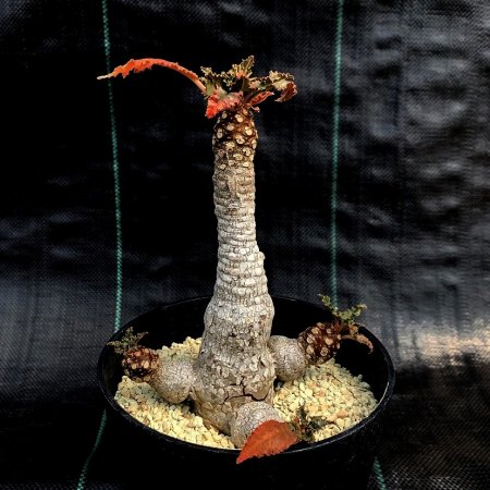 <img class='new_mark_img1' src='https://img.shop-pro.jp/img/new/icons8.gif' style='border:none;display:inline;margin:0px;padding:0px;width:auto;' />Dorstenia foetida