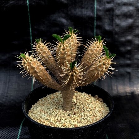 <img class='new_mark_img1' src='https://img.shop-pro.jp/img/new/icons8.gif' style='border:none;display:inline;margin:0px;padding:0px;width:auto;' />Euphorbia guillauminiana