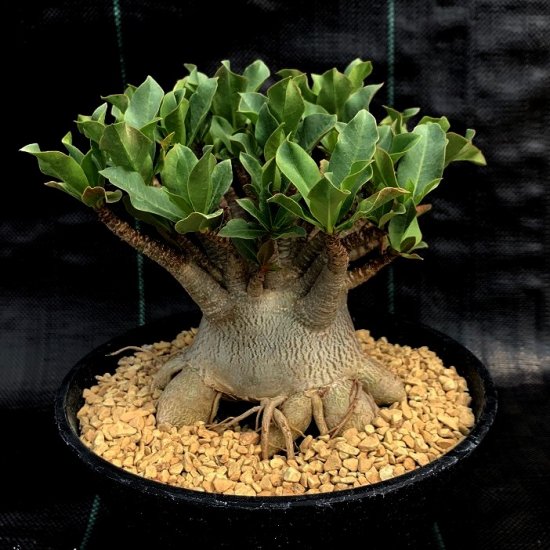 Adenium arabicum dwarf - SABOSABO STORE